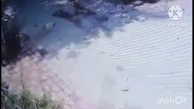 आगरा: निखिल पैराडाइज में कार चालक ने श्वान को कुचला, CCTV फुटेज आया सामने