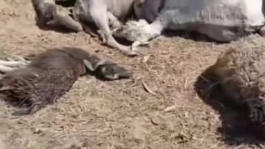 ਡੇਰਾਬਸੀ: ਪਿੰਡ ਖਾੜਕੋਂ ਵਿਚ ਆਵਾਰਾ ਕੁੱਤਿਆਂ ਨੇ ਹਮਲਾ ਕਰ 60 ਭੇਡਾਂ ਨੂੰ ਮਾਰ ਦਿੱਤਾ