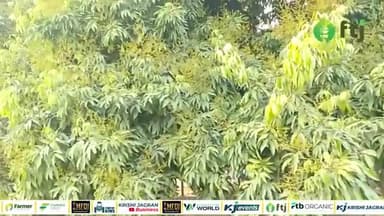 Litchi tree care: लीची के पौधों में फूल और फलों की झड़ने की समस्या रोकने के उपाय
#litchi #farming #agri #agriculture