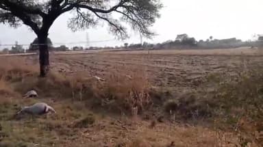 सीतामऊ: नाहरगढ़ थाना क्षेत्र के कोटड़ा बहादुर गांव में खैर से पानी पीने के चलते लगभग 100 भेड़ों की हुई मौत