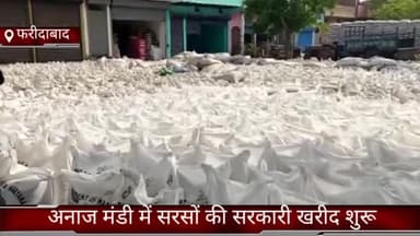 दयालपुर: बल्लभगढ़ शहर की अनाज मंडी में सरसों की सरकारी खरीद शुरू