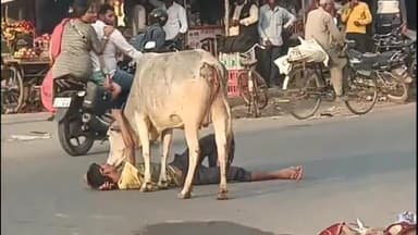 इकौना: इकौना बाईपास पेट्रोल पंप के पास घंटो शराब के नशे में रोड पर लेटा रहा युवक, पास में मौजूद रहा गोवंश