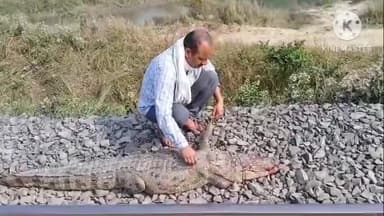 बगहा: बगहा में ट्रेन से कटकर मगरमच्छ की हुई मौत