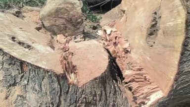 भरथना: सराय जलाल से विशाल हरे नीम के पेङो पर चलाया गया आरा,वन टास्क फोर्स पहुंचने से पहले लकड़ी माफिया को भनक लगते हुए फरार