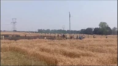 सिराथू: औरेनी में बिजली के तारों में शॉर्ट सर्किट होने की वजह से खेत में लगी आग, एक बीघा गेहूं की फसल जली