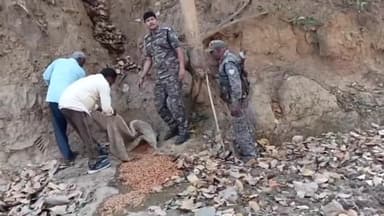 सतगावां: सतगावां पुलिस ने कोठियार जंगल में 2500 किलो ग्राम जावा महुआ को किया विनिष्ट व 110 लीटर अवैध महुआ शराब को किया जप्त