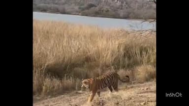 सवाई माधोपुर: रणथम्भौर टाइगर रिजर्व में सफारी का समय आज से बदला, पर्यटक आधा घंटे पहले जा सकेगे सफारी पर।