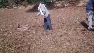सिराथू: मूरतगंज में कोर्रों के सूखे तालाब में टहलता दिखाई दिया अजगर, वन विभाग व पुलिस ने मिलकर पकड़ा