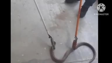 बगहा: बगहा के शहरी इलाके में एक घर में निकला कोबरा सांप, वन विभाग की टीम ने किया रेस्क्यू