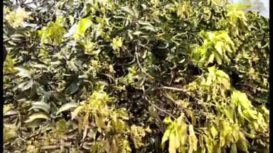 अमरोहा: कांठ रोड पर भूमाफियाओं ने आम के हरे-भरे 50 पेड़ों को काटा, प्रशासन बना अनजान