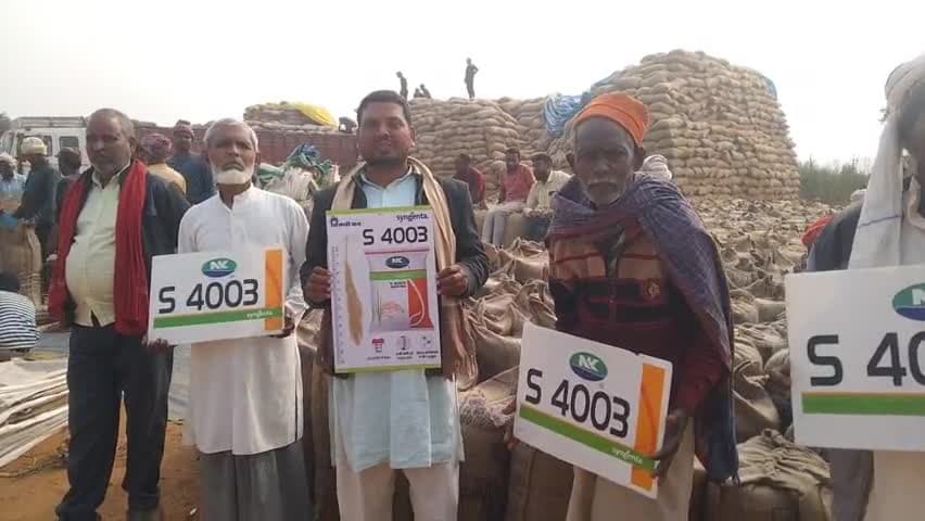 S 4003 धान का है ए कमाल विपरीत परिस्थितियों में देता है पैदावार बेमिसाल