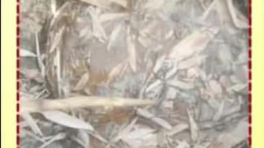 सासाराम: खंडा गांव के कांव नदी के किनारे से पुलिस की शराब को लेकर कार्रवाई, भारी मात्रा में महुआ पास को पुलिस ने किया विनिष्ट