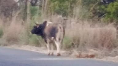 सिराथू: बमरौली गांव मे घूम रहे मरकहे सांड़ का लोगों मे छाया डर, कई लोगों पर कर चुका जानलेवा हमला, नही हुई शिकायत पर सुनवाई