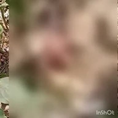 सफीपुर: दरौली गांव झाड़ियों में नवजात बच्ची मिलने से मचा हड़कंप आस पास के लोगो ने हालत गंभीर देख सीएचसी में कराया भर्ती ।