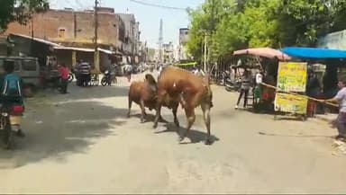 बदायूं: उझानी अस्पताल में आवारा सांडो के मल्लयुद्ध में गर्भवती महिला घायल