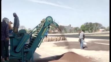 कलायत: राजाेंद की अनाज मंडी में शुरू हुई सरसों की खरीद; 5650 की दर से बिका सरसों