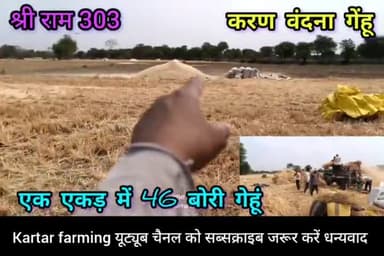 एक एकड़ में 46 बोरी गेंहू 👉 कौन सा बीज रखे श्रीराम 303 और करण वंदना गेंहू में  ज्यादा उपज किस की है देखिए मेरे चैनल पर