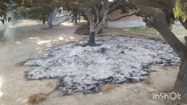 मनेर: बांक गांव स्थित खलिहान में आग लगने के कारण 50 हजार रुपए के मसूर का फसल जलकर हुआ राख