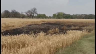 सिराथू: जवई गाँव में गेहूं की फसल में लगी आग, दो लोगों के खेत जले