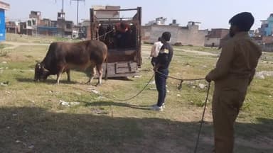 जगाधरी: वार्ड नंबर 17 में घूम रहे पांच आवारा गोवंश को नगर निगम की टीम ने रेस्क्यू कर गौशाला भिजवाया