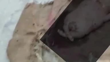 विभूतिपुर: सिंघिया बुजुर्ग दक्षिण वार्ड-11 में एक बकरी ने दिया विचित्र बच्चे को जन्म, देखने को उमड़ी भीड़