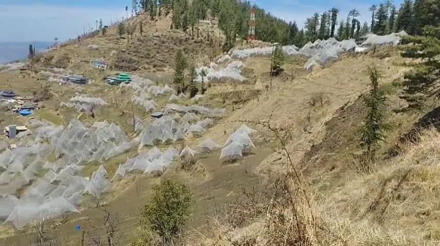 देहा: मौसम विभाग की भविष्यवाणी को लेकर बागवान स्तर्क, सेब के बगीचों में लगाई एंटी हेलनेट