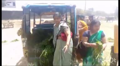 गुना नगर: गुना में सोमवती अमावस्या पर महिलाओं ने किया व्रत, पीपल और तुलसी का किया पूजन, केंट गौशाला में गायों को खिलाया हरा चारा