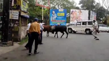 धनबाद/केंदुआडीह: रणधीर वर्मा चौक पर आवारा पशुओं से ट्रैफिक हुई ध्वस्त लोगों का जान का खतरा पशुओं को डंडे से खदेड़ रही है पुलिस