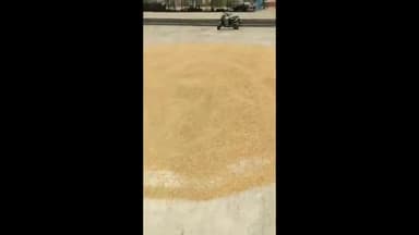 कलायत: राजोंद की अनाज मंडी में गेहूं की आवक हुई शुरू;  नहीं हुई खरीद