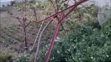 शामा: लीती गांव में तेज अंधड़ और तूफान के कारण कीवी के बाग को पहुंचा नुकसान, किसान ने की मुआवजे की मांग