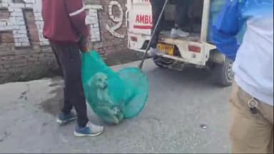 अमरोहा: जिले में आवारा कुत्तों के लगातार हमले के बाद नींद से जागा अमरोहा प्रशासन अमरोहा शहर से कुत्तों को पकड़ना किया शुरू