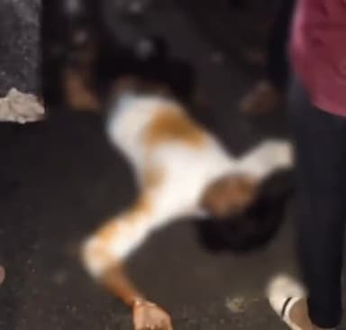 देवभोग: उरमाल में गुपचुप बेचने वाले युवक को बाइक ने मारी ठोकर, घायल युवक की घटनास्थल पर हुई मौत