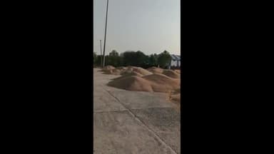 राजौंद: राजोद की अनाज मंडी में गेहूं की आवक जोरों पर;  नहीं शुरू हुई खरीद