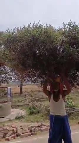 इतना बड़ा तुलसी जी का पौधा सयोग से ही दिखता है ये अबगिल गाँव में मिला है
#tulsi माता का भव्य रूप देखिये
जय तुलसी मैया