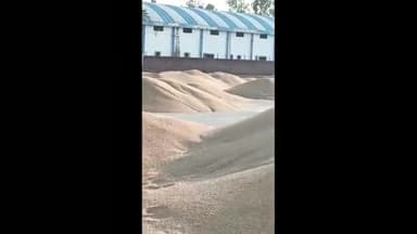 राजौंद: हरियाणा वेयरहाउस एजेंसी ने राजोद मंडी से खरीदा 13259 की कि्वंटल  गेहूं