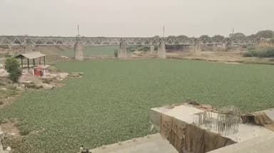 मंदसौर: सीतामऊ फाटक एवं शिवना नदी में बढ़ रही तेजी से जलकुंभी लाखो रुपए लगे के बाद भी जलकुंभी से नहीं मिली निजात