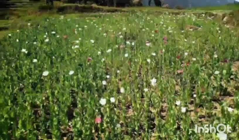 टिक्कन: टिक्कन : चौहारघाटी में पुलिस ने बरामद किए 20450 अफीम के पौधे, मामला दर्ज