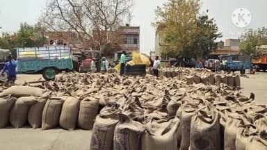 जींद: शहर की अनाज मंडी में शुक्रवार को 1300 क्विंटल सरसों की हुई खरीद, अब तक 23200 क्विंटल की कुल मंडी में हुई खरीद