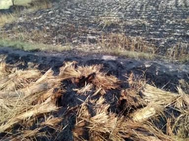 हमीरपुर: कुरारा क्षेत्र के डामर गांव में आंधी से विद्युत तार से निकली चिंगारी 5 बीघा गेंहू की फसल जलकर हुई खाक