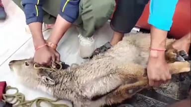 मदननेगी: टिहरी झील मे फंसें बेजुबान जंगली हिरन रक्षक बनी एसडीआरएफ, बेजुबान की बचाई जान।