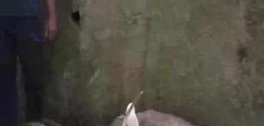 बड़ोह: पंचायत आमंतराड मे ग्रामीणों ने घायल सांभर पकड़ा, वन विभाग इसकी जानकारी दी