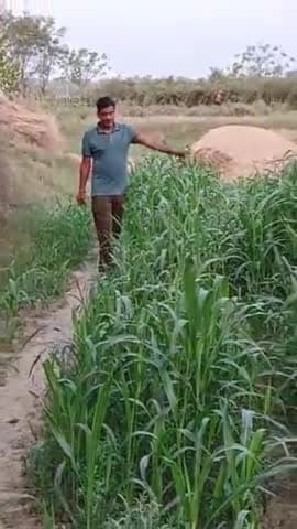 खेत का नजारा देखें सुबह के समय बहुत ही मनोरम दृश्य