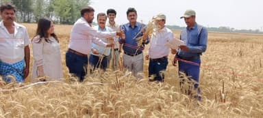 पिपराही: परसौनी बैज गांव में डीडीसी द्वारा फसल कटनी प्रयोग का किया गया निरीक्षण