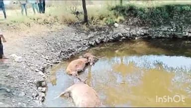 गुना नगर: गुना के सिंगाडी गांव में कुएं में मृत अवस्था में मिली पांच गाय, मौके पर पहुंची कैंट थाना पुलिस