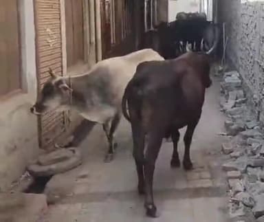 सुल्तानपुर: शहर के पंजाबी कालोनी मोहल्ले में छुट्टा जानवरों का आतंक,कई लोगों को कर चुके घायल,मोहल्लेवासी परेशान