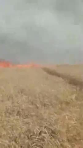 उदवंत नगर: बेलाउर बधार में अगलगी की घटना में किसानों के तीन बीघा खेत में लगी गेहूं की फसल जलकर हुई नष्ट