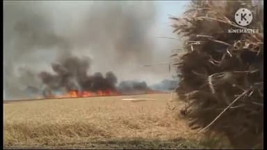 थरथरी: रायपुर कोयल बिगहा के खंधा सहित अन्य खंधा में बिजली के शॉर्ट सर्किट से करीब 200 बीघा में लगी गेहूं की फसल जलकर हुई नष्ट