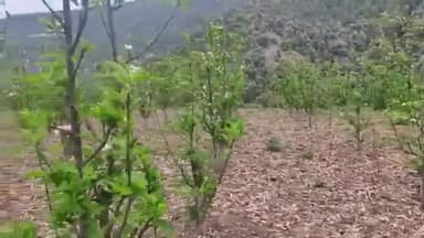 माहिला किसान ने जैविक विधि से लगाया इतना बड़ा सेब का बगीचा
#applefarming #apple #agricultue #himachalpradradesh