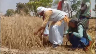 कोल: गले में चप्पलों की माला पहनकर खेत मे गेहूं की फसल काटते दिखे निर्दलीय प्रत्याशी पंडित केशव देव, वीडियो आया सामने