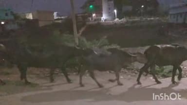 गुण्डरदेही: गुण्डरदेही नगर के खर्रा नाला के पास से 12 नग मवेशी हुआ गायब ढूंढने वालो को मिलेगा 10 हजार रु, नगद